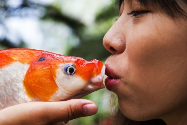 
	
	Evelyn Chu, người Đài Loan, đang hôn chú cá chép Nhật trước khi thả xuống hồ ở Kssteeltuinen, vùng đất thuộc Arcen, Hà Lan vào ngày 14/08/2013. Lễ hội cá chép Nhật Hà Lan chính là lễ hội về cá chép lớn nhất thế giới diễn ra từ 16-18/08.